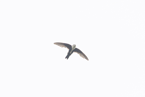 iNaturalist observation photo of White-throated Swift