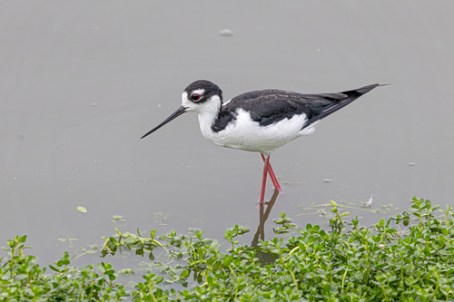 iNaturalist observation photo of Northern Black-necked Stilt