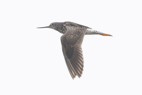 iNaturalist observation photo of Lesser Yellowlegs