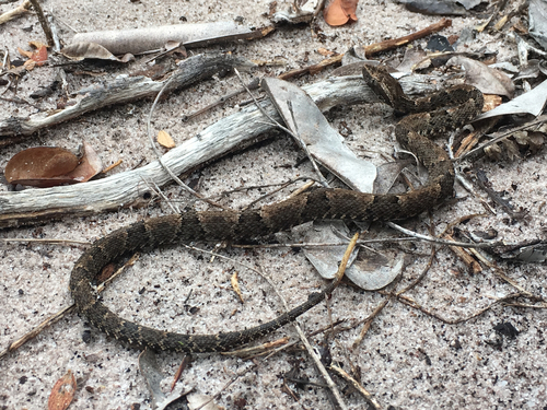 Bothrops leucurus · NaturaLista