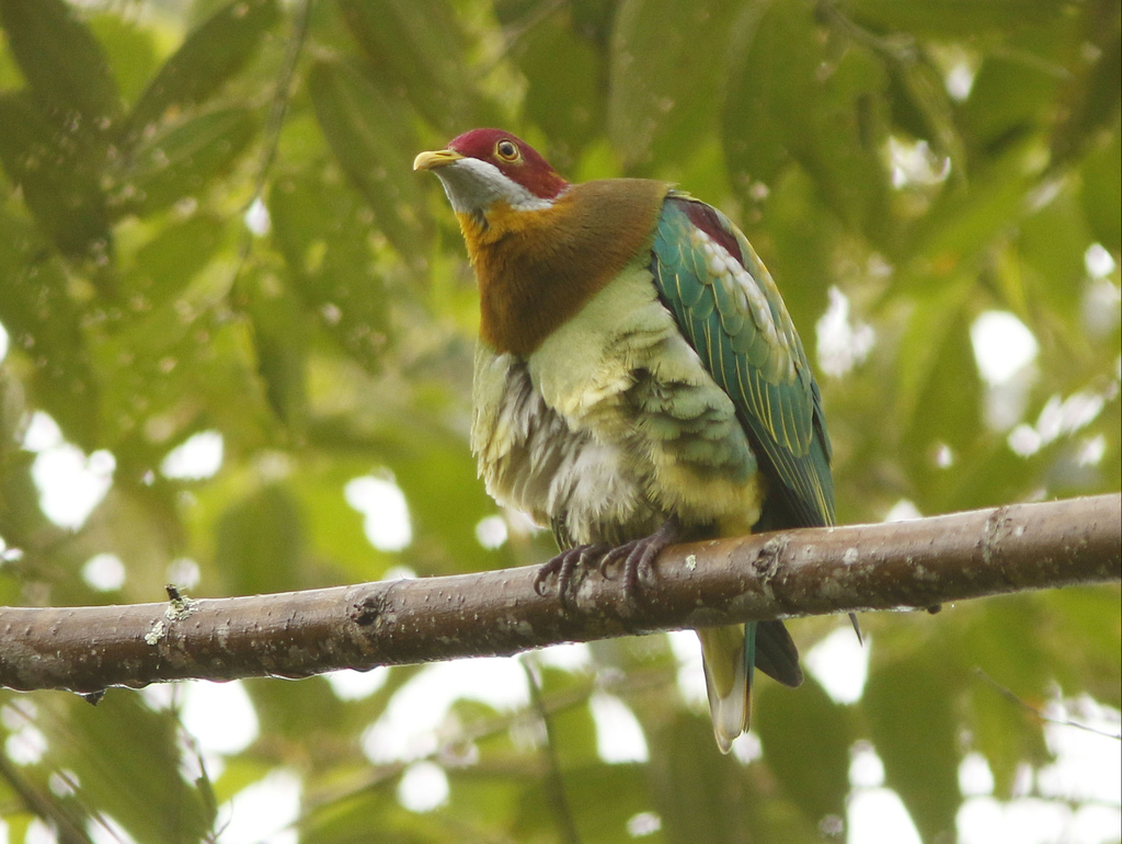 Ornate Fruit Dove
