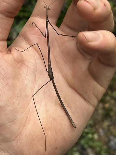 Leptocola stanleyana