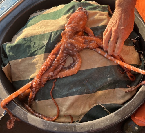 Pinnoctopus macropus