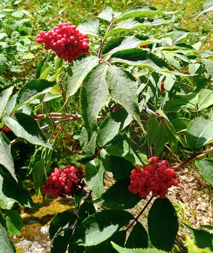 red-berried elder