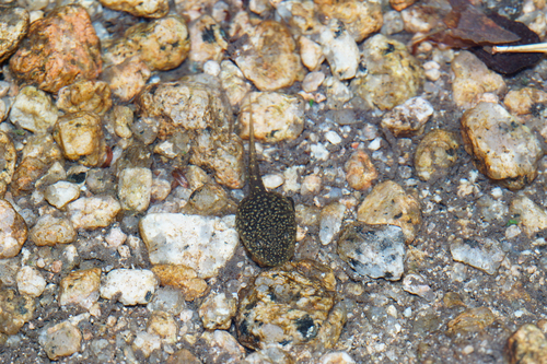 Iberian Frog