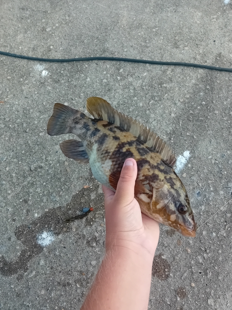 Ballan Wrasse
