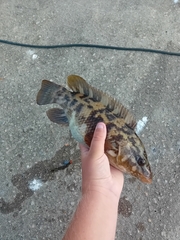 Ballan Wrasse