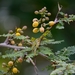 Acacia dolichocephala