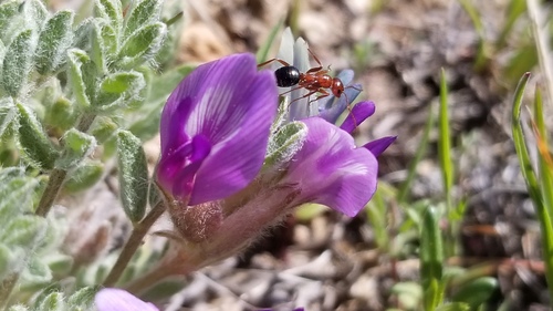 Formica querquetulana · iNaturalist