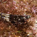 Rock Shrimps - Photo (c) Jason Harris, all rights reserved, uploaded by Jason Harris