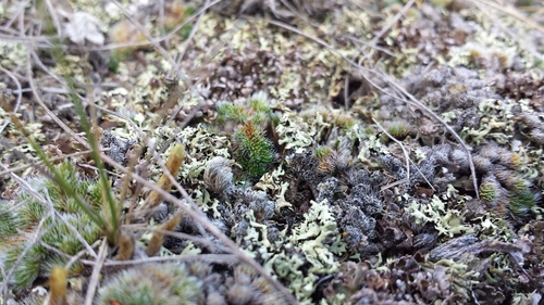 Xanthoparmelia camtschadalis