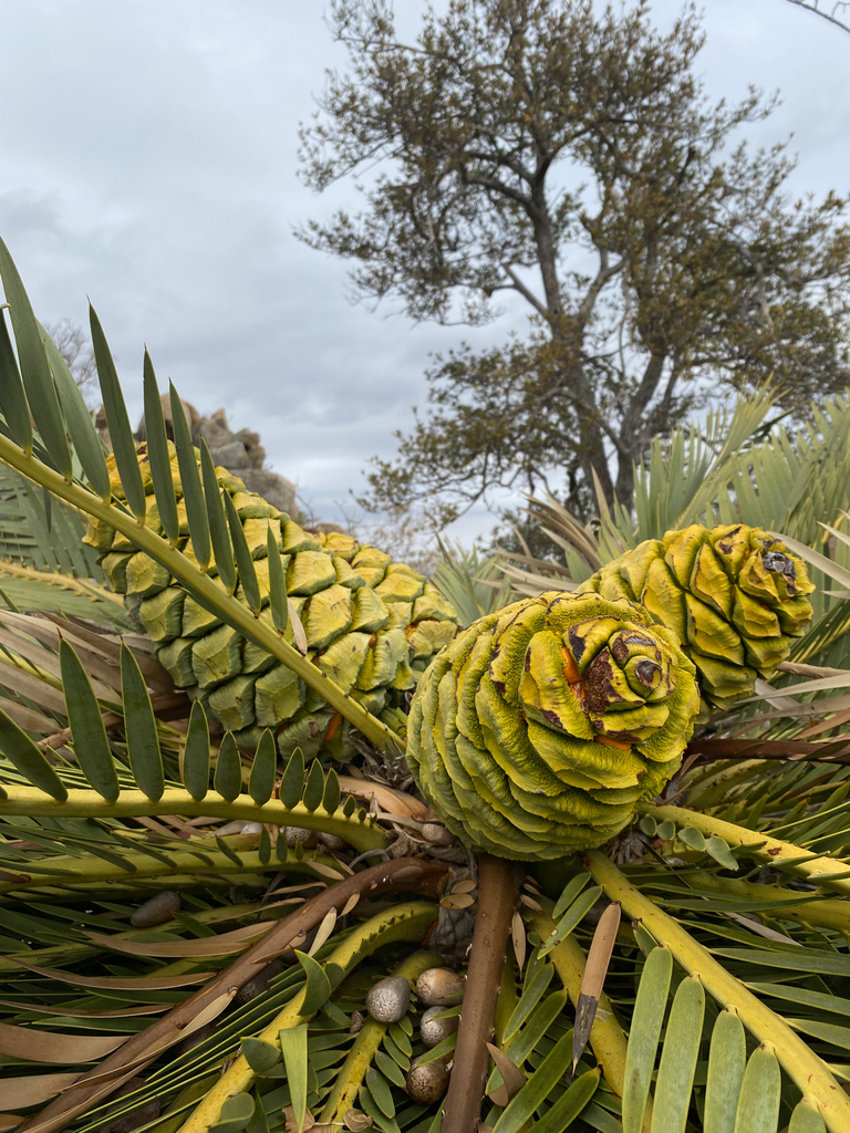 Encephalartos dyerianus
