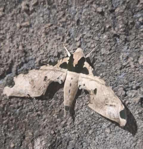 Adhemarius palmeri