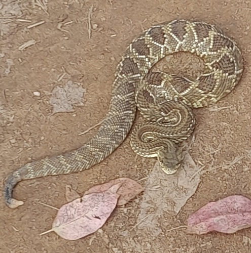 Neotropical Rattlesnake