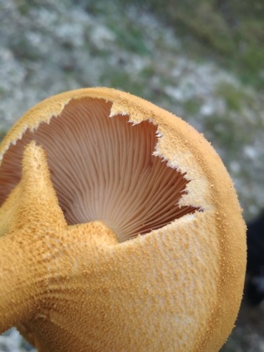 Golden Cap