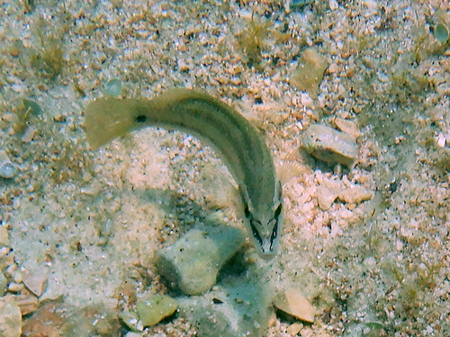 Symphodus tinca