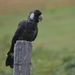 Baudin's Black-Cockatoo - Photo (c) Suzanne and Jim, all rights reserved, uploaded by Suzanne and Jim