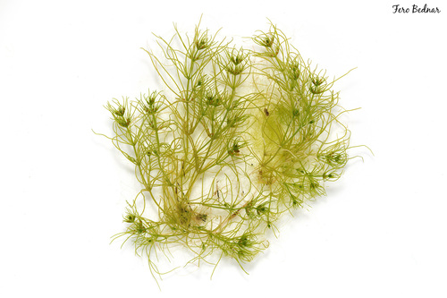 Chara vulgaris longibracteata