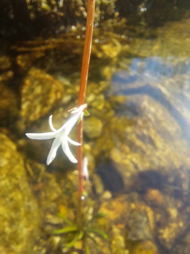 Water Lobelia