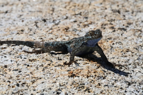 iNaturalist observation photo of Western Fence Lizard