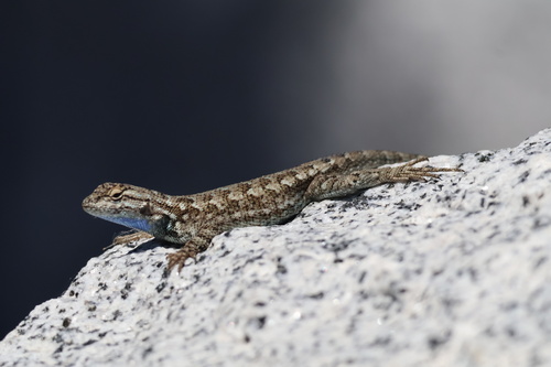 iNaturalist observation photo of Spiny Lizards