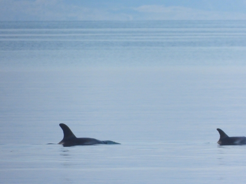 Lagenorhynchus albirostris