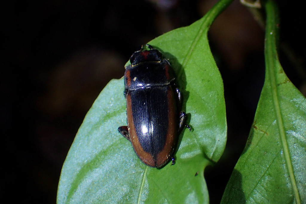 Prosopocoilus flavidus in September 2019 by WK Cheng · iNaturalist