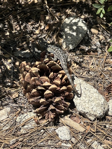 iNaturalist observation photo of Western Fence Lizard