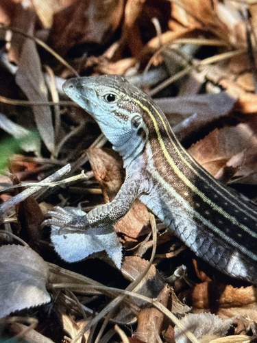 iNaturalist observation photo of Sonoran Spotted Whiptail