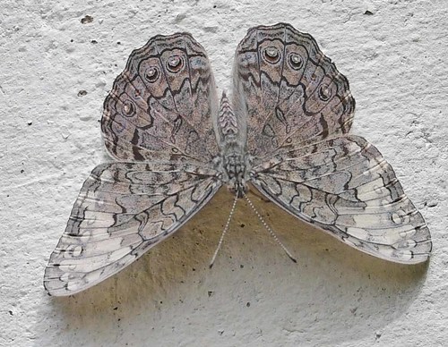 Glaucous Cracker