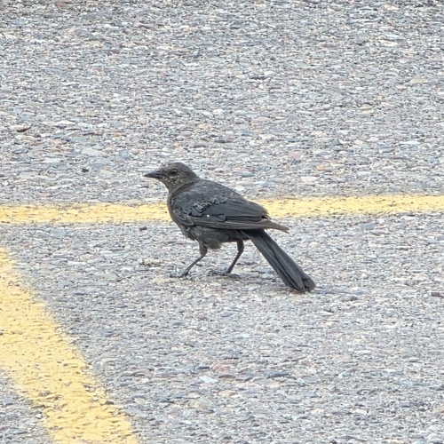 iNaturalist observation 2025-07-27