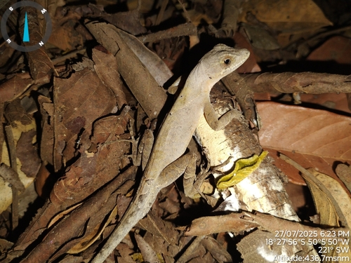 Brazilian Anole
