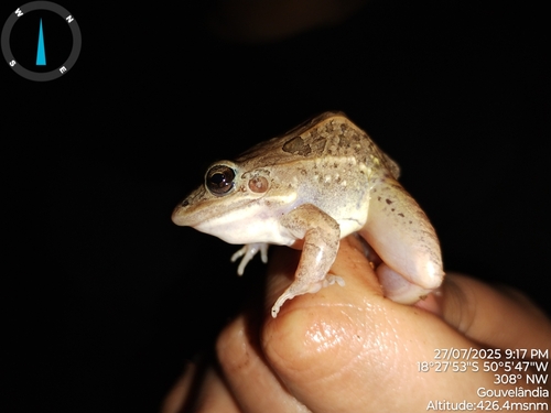 Miranda's White-lipped Frog