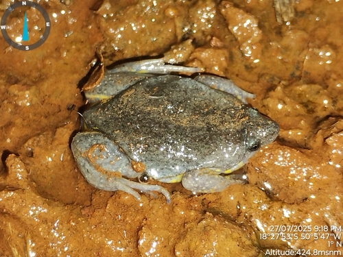 Elachistocleis cesarii