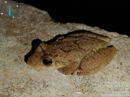 Fuscous-blotched Snouted Tree Frog