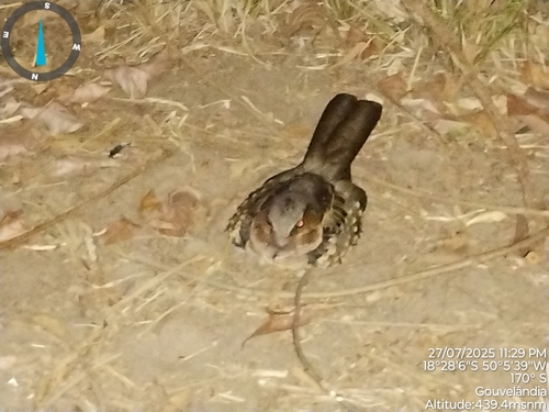 Common Pauraque