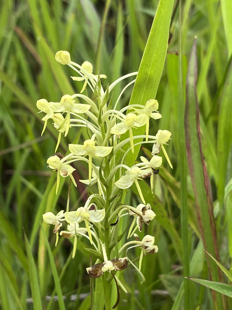 Habenaria linguella (Habenaria linguella)