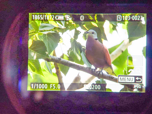 Red Collared-Dove