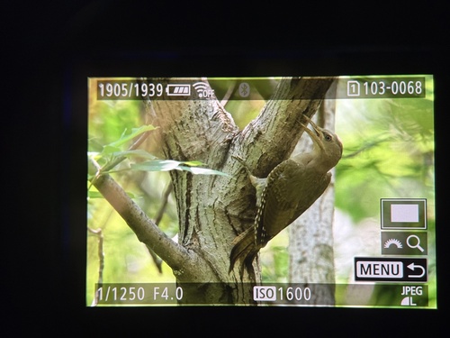 Grey-headed Woodpecker