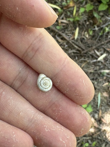 Pliocathaica buvignieri