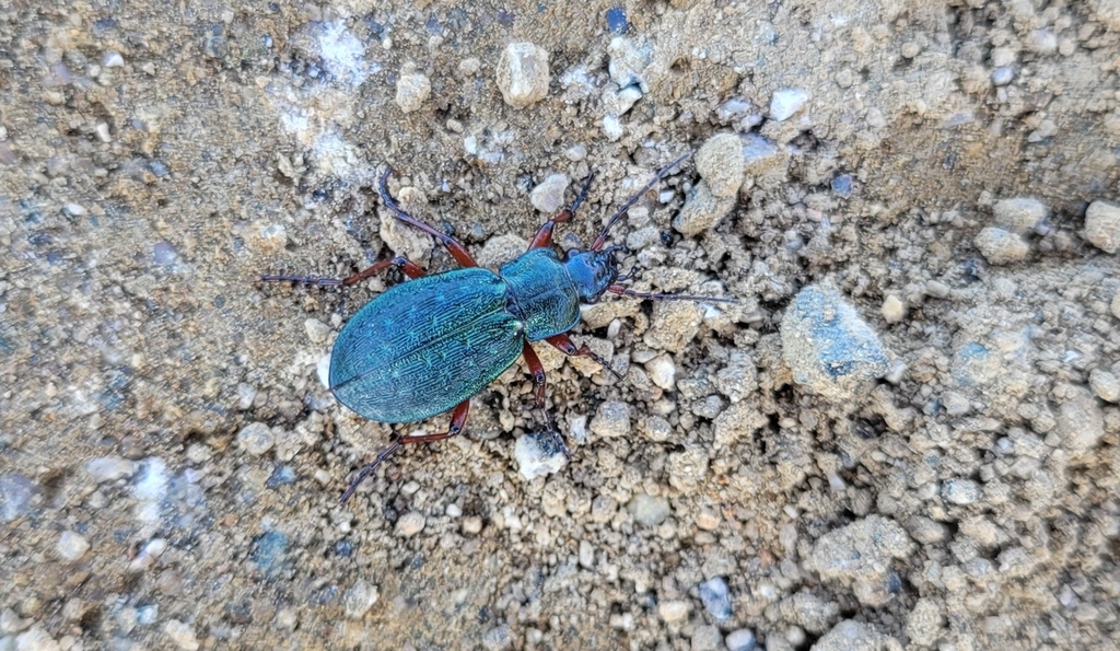 Carabus truncaticollis · iNaturalist