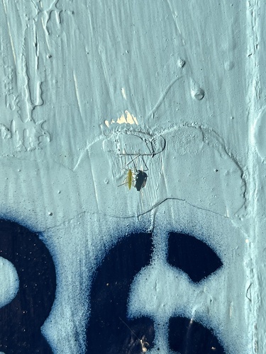 iNaturalist observation photo of Non-biting Midges