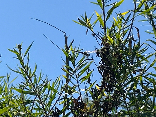 iNaturalist observation photo of Dragonflies