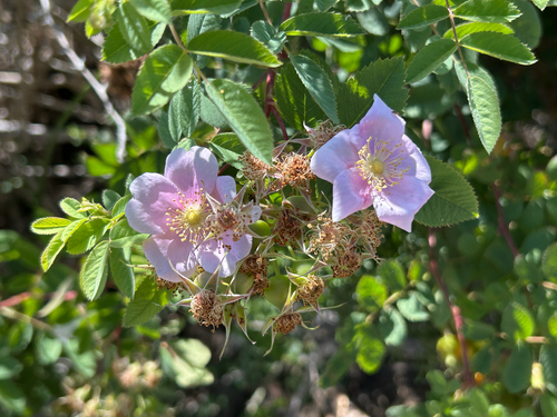 iNaturalist observation photo of California Wild Rose