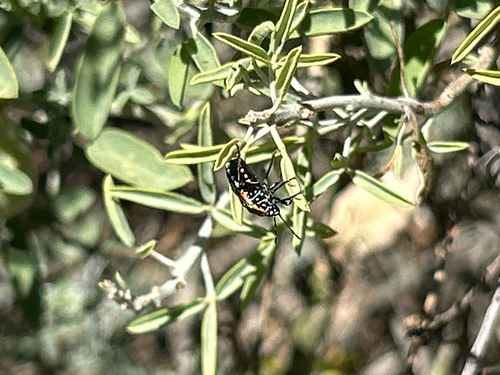 iNaturalist observation photo of Harlequin Bug