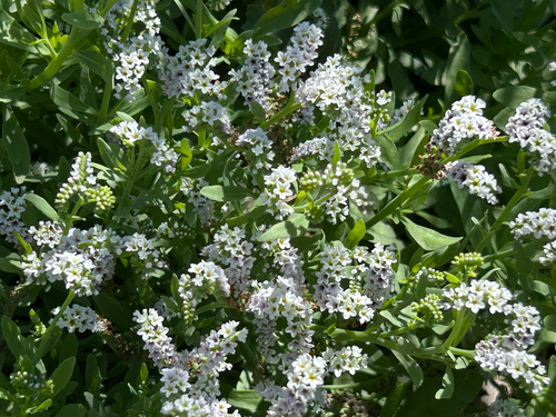 iNaturalist observation photo of sweet alyssum