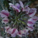 Dermatophyllum juanhintonianum - Photo (c) gshinton, all rights reserved