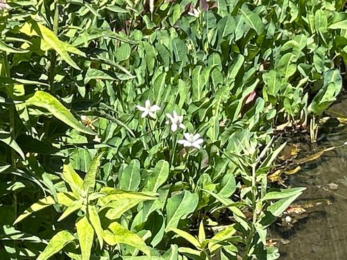 iNaturalist observation photo of Yerba Mansa
