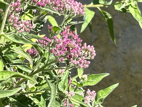 iNaturalist observation photo of marsh fleabane