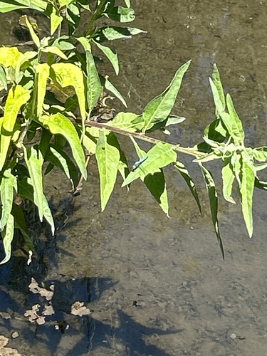 iNaturalist observation photo of Dragonflies